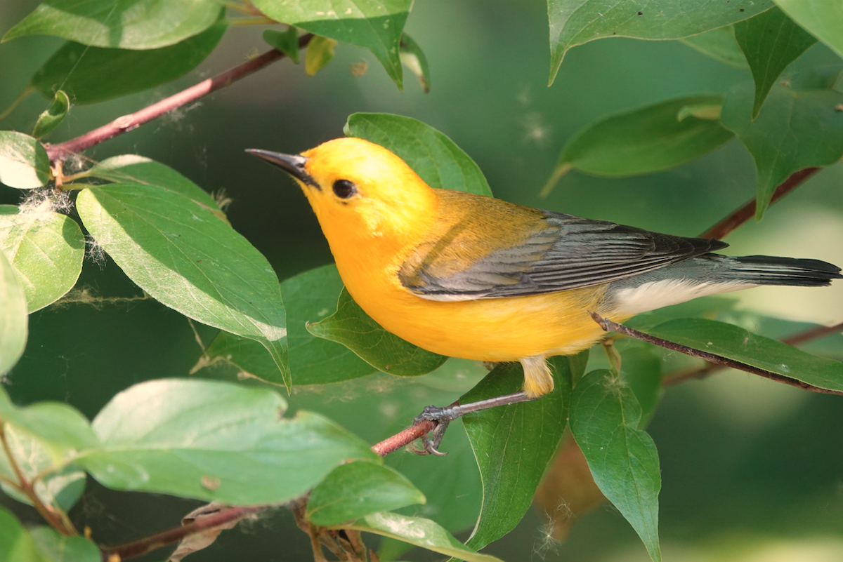 Prothonotary Warbler - William Boyes