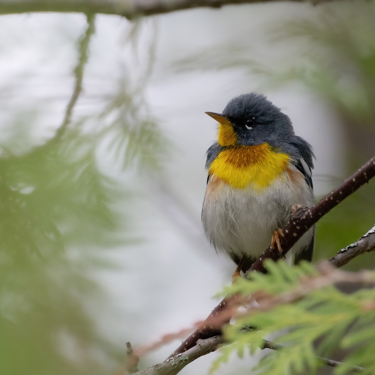 Northern Parula - Christine Pelletier et (Claude St-Pierre , photos)