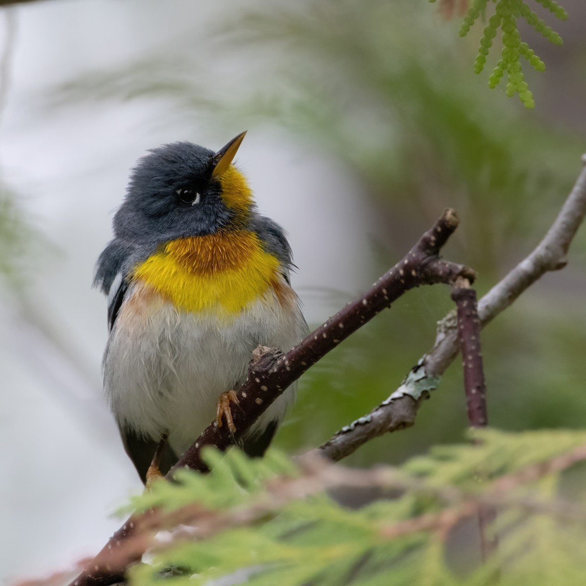 Northern Parula - Christine Pelletier et (Claude St-Pierre , photos)