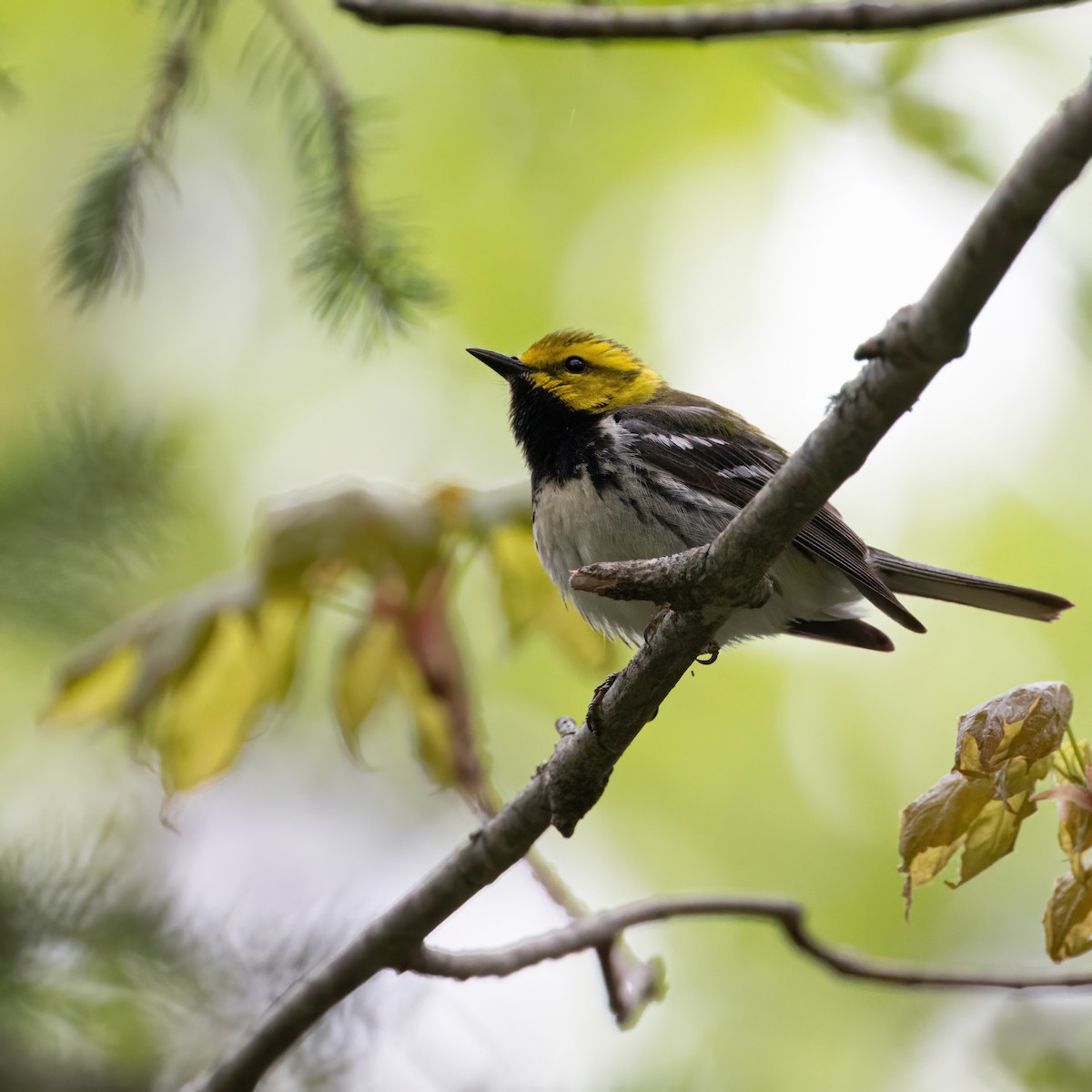 Black-throated Green Warbler - ML619534523