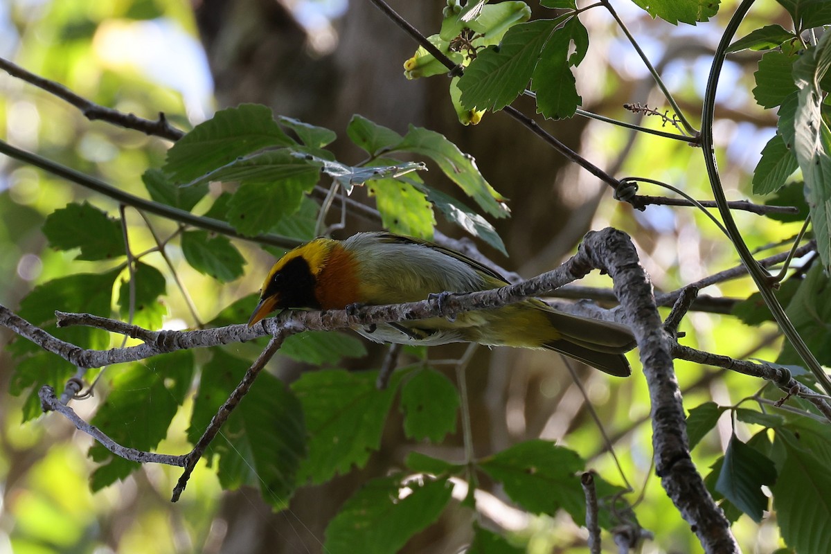 Guira Tanager - Hubert Stelmach