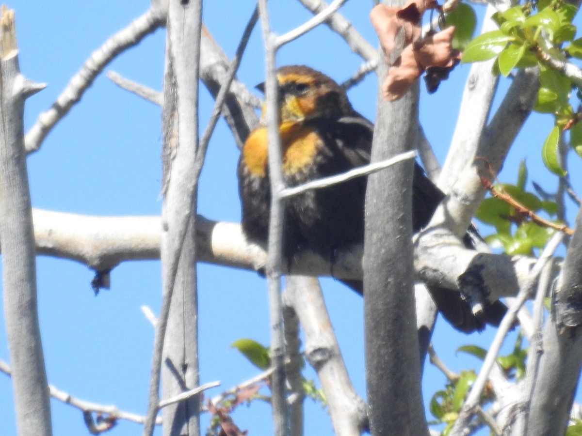 Yellow-headed Blackbird - Forrest Luke