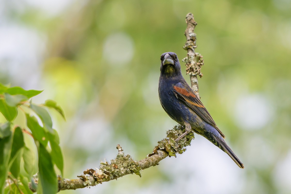 Blue Grosbeak - Graham Gerdeman