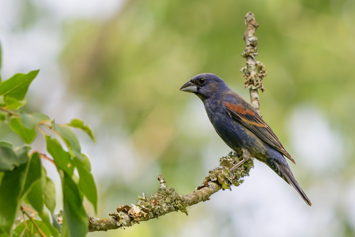 Blue Grosbeak - ML619534538