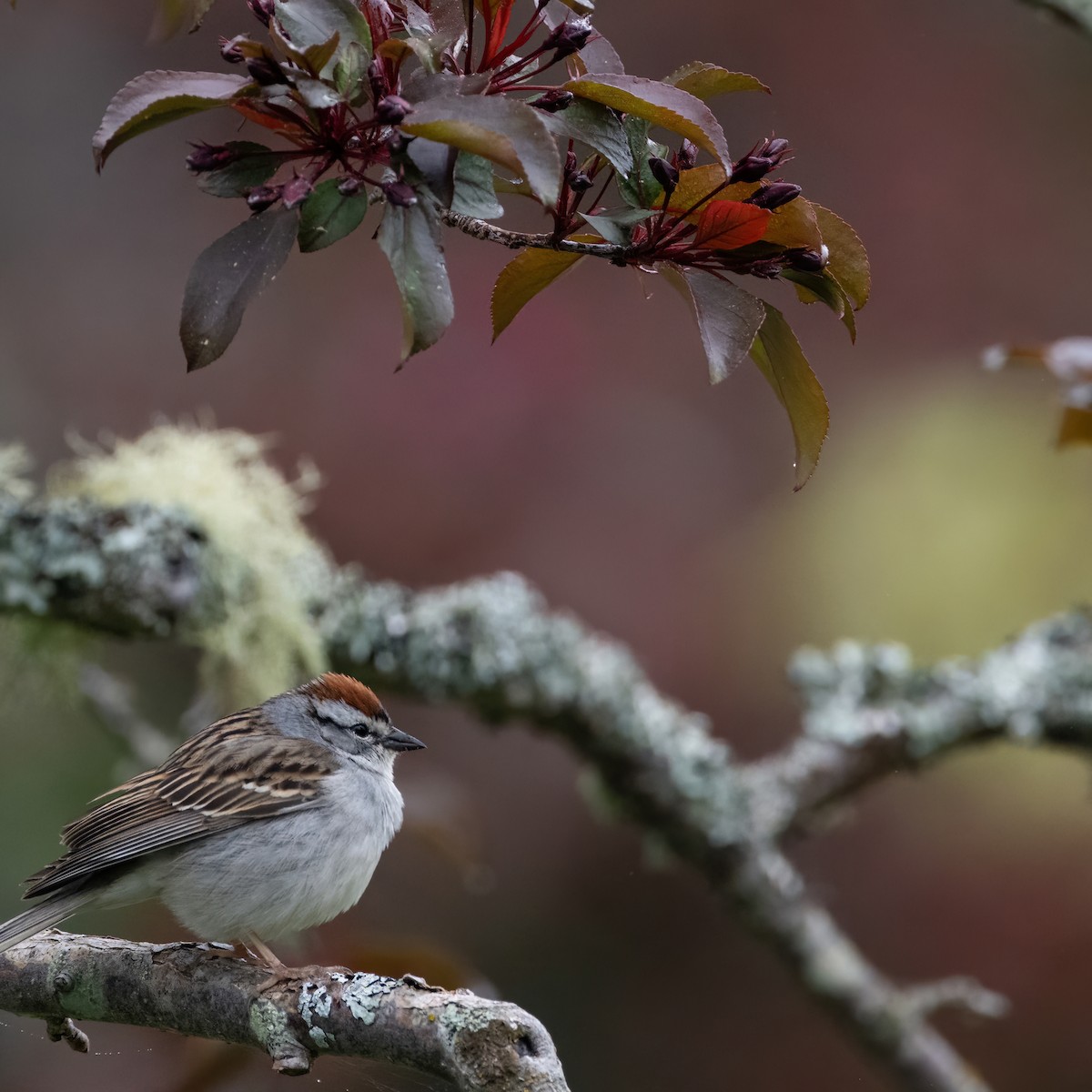 Chipping Sparrow - Christine Pelletier et (Claude St-Pierre , photos)