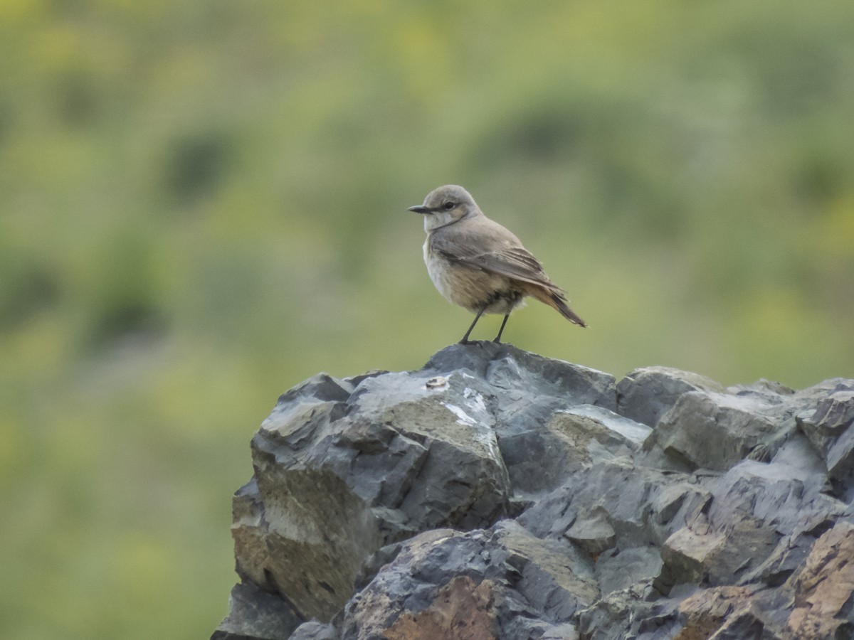 Persian Wheatear - ML619534545