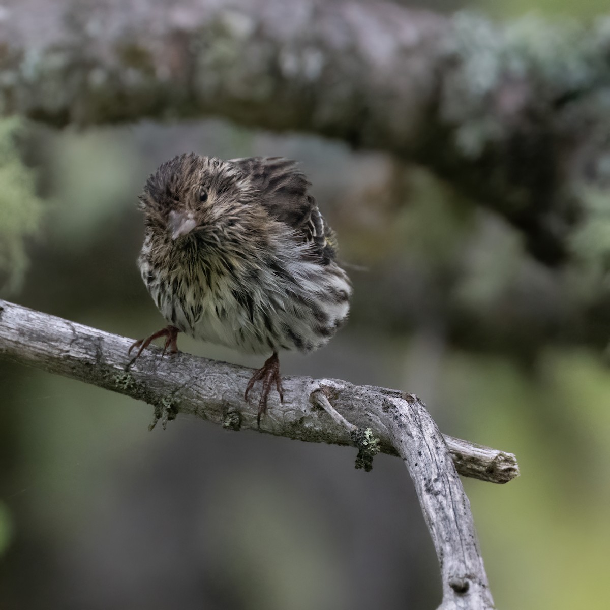 Pine Siskin - Christine Pelletier et (Claude St-Pierre , photos)