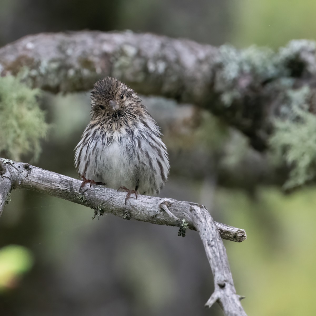 Pine Siskin - Christine Pelletier et (Claude St-Pierre , photos)