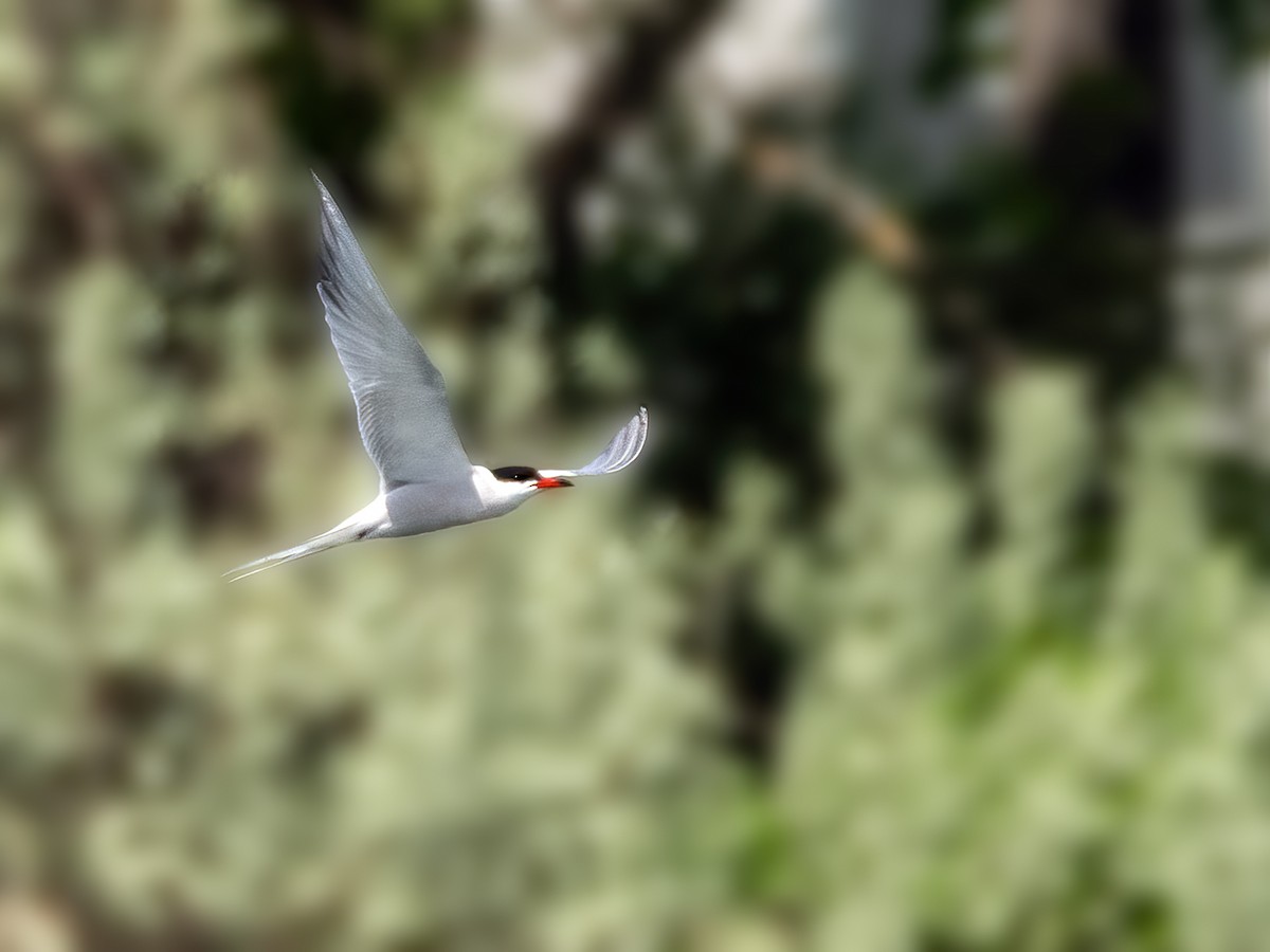 Common Tern - ML619534551