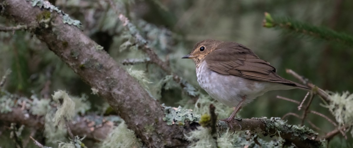 Swainson's Thrush - ML619534552