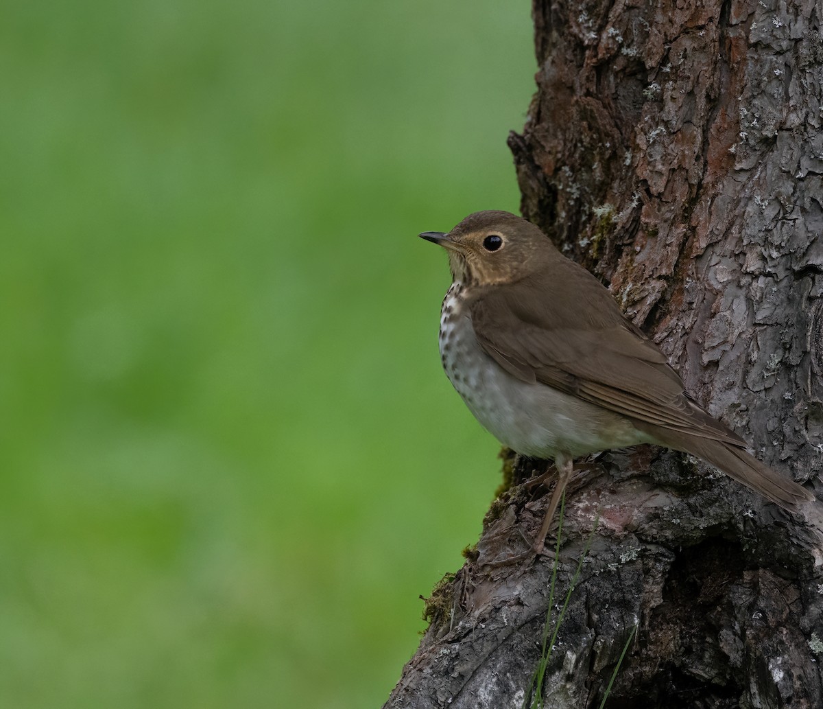 Swainson's Thrush - Christine Pelletier et (Claude St-Pierre , photos)