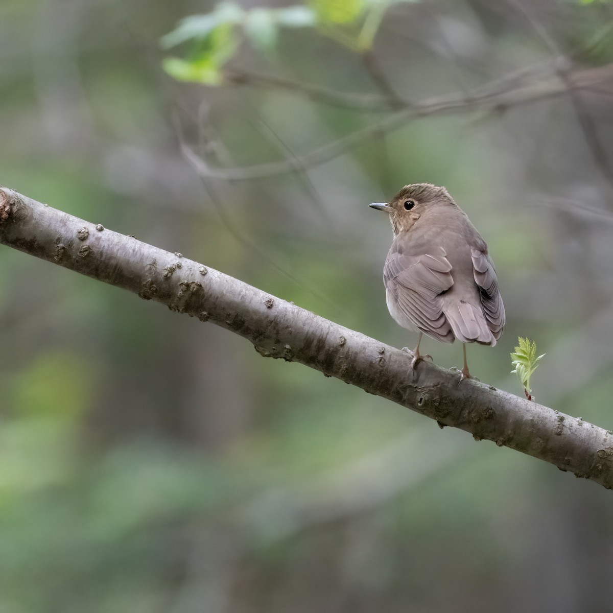 Swainson's Thrush - Christine Pelletier et (Claude St-Pierre , photos)