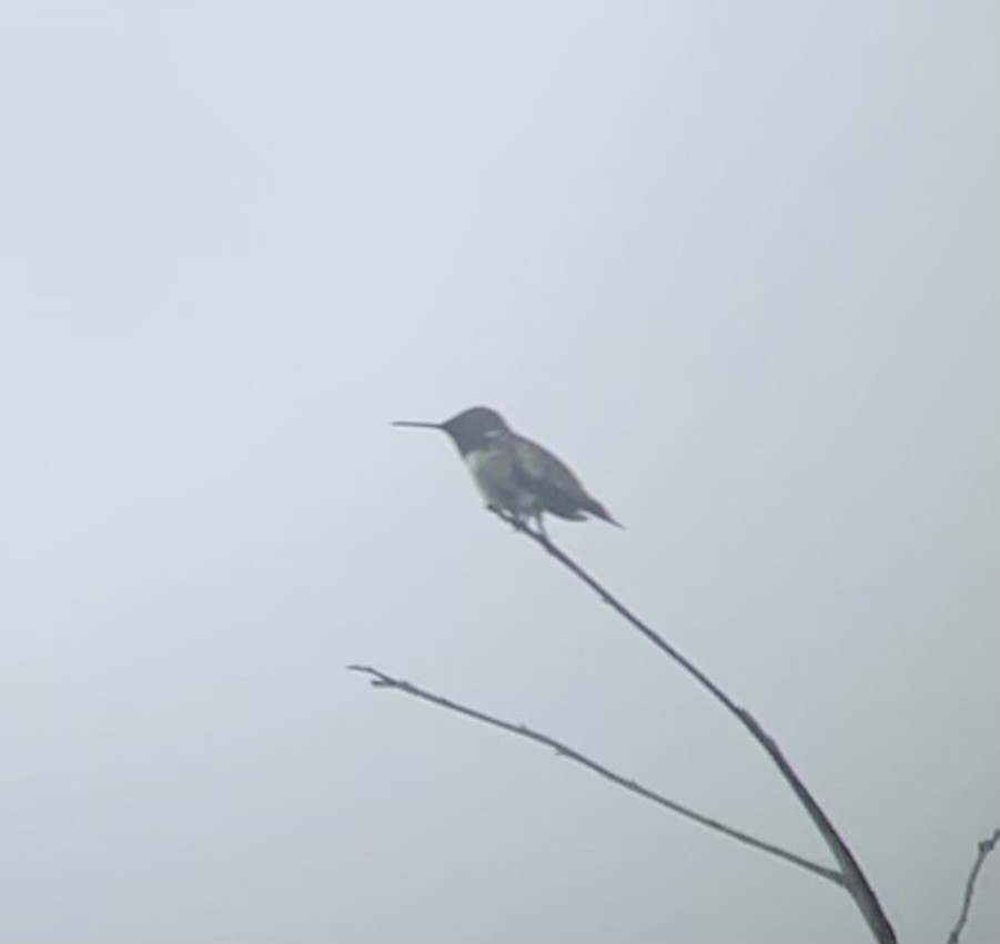 Ruby-throated Hummingbird - Greg J