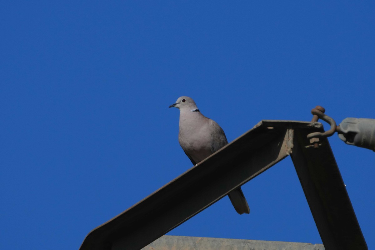 Eurasian Collared-Dove - Victoriano Mora Morillo