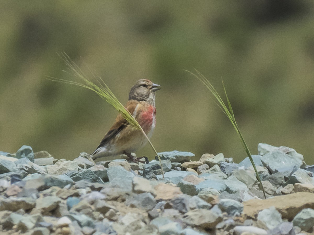 Eurasian Linnet - Abbas Mahjoob