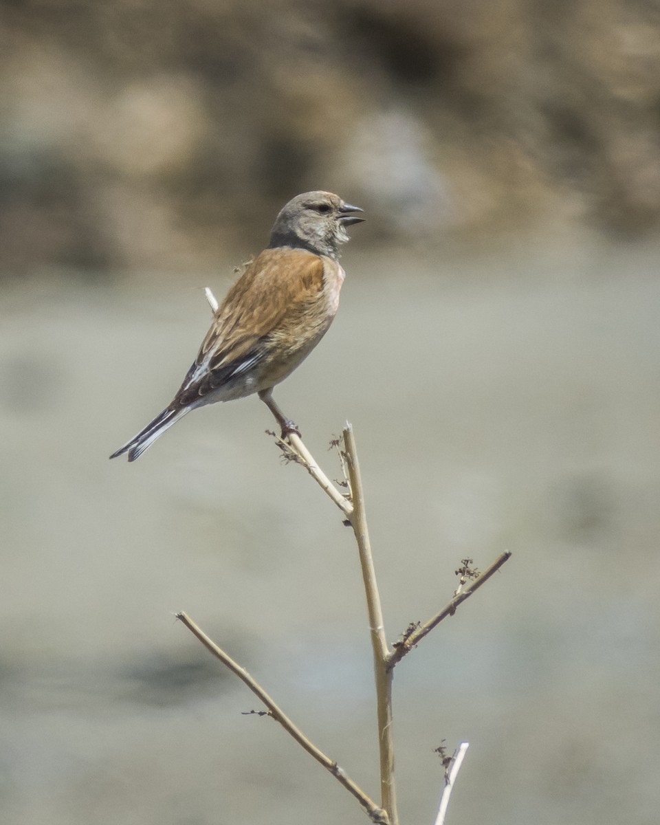 Eurasian Linnet - Abbas Mahjoob