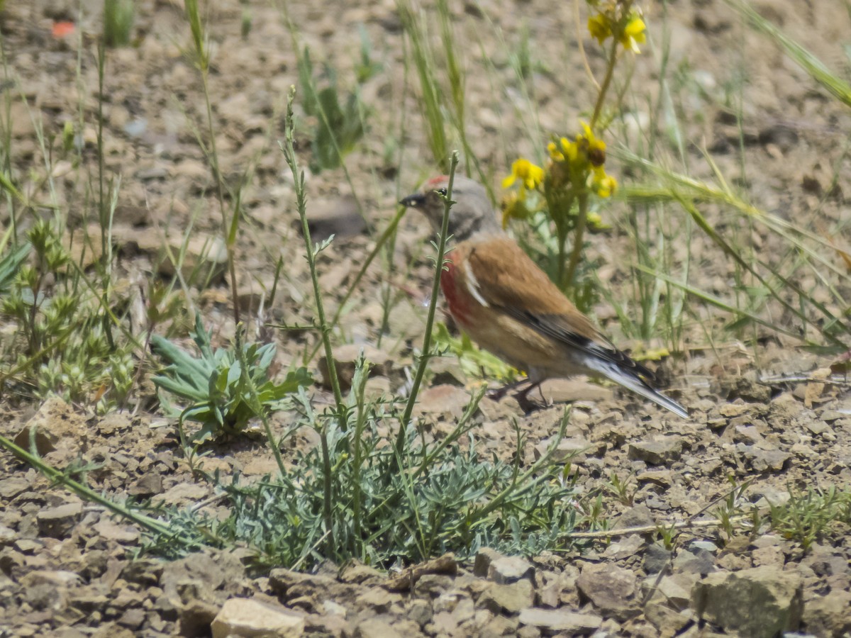 Eurasian Linnet - Abbas Mahjoob