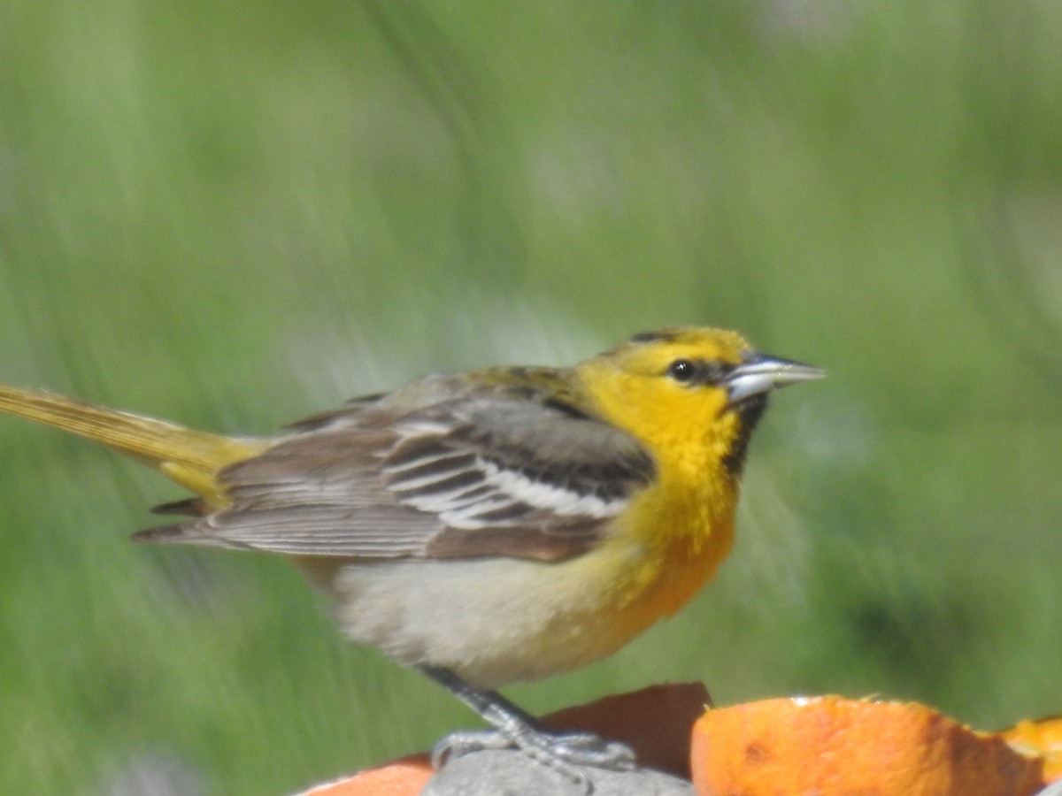 Bullock's Oriole - Forrest Luke