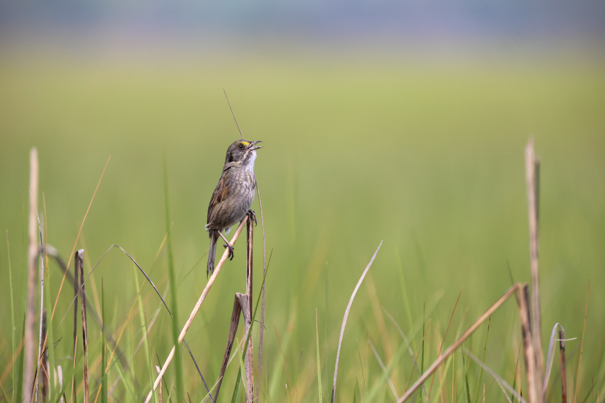 Seaside Sparrow - Leo Weiskittel