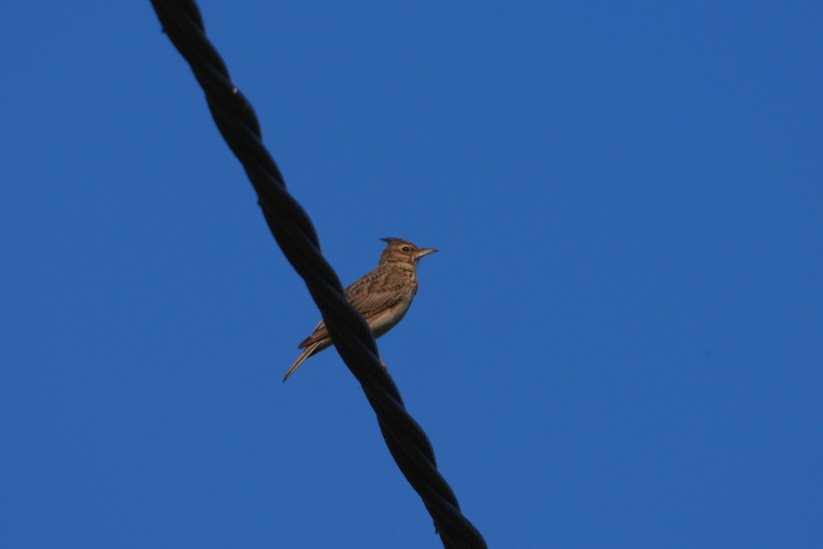 Crested Lark - Victoriano Mora Morillo