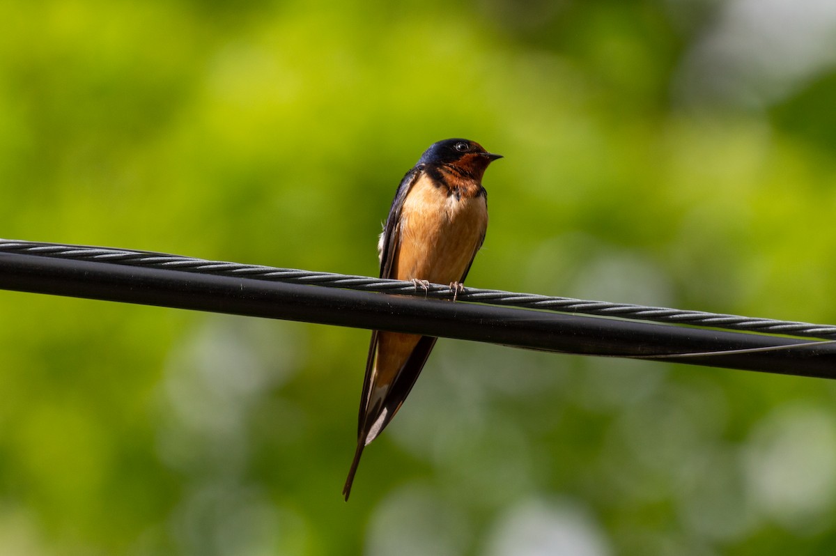 Barn Swallow - Brookelyn P