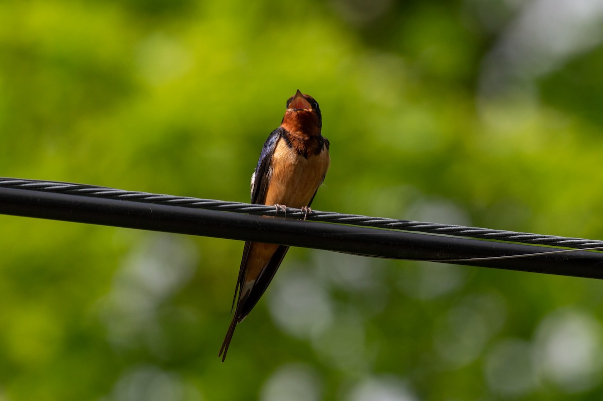 Barn Swallow - Brookelyn P