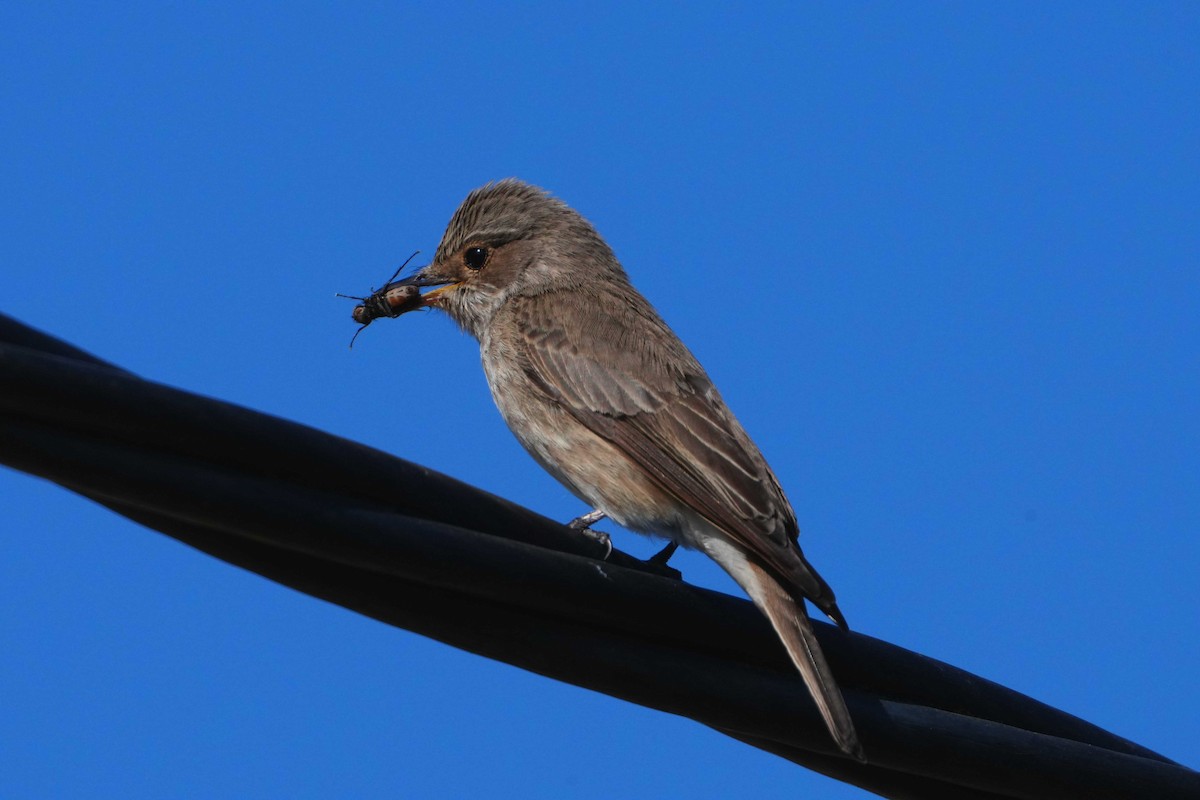 Spotted Flycatcher - Victoriano Mora Morillo