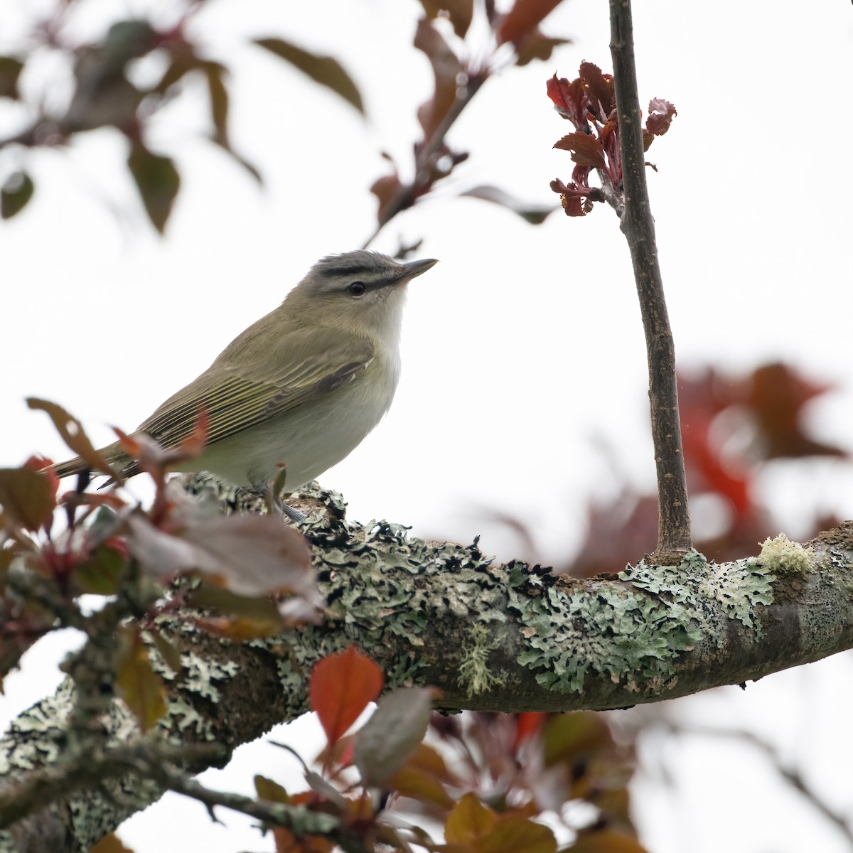 Red-eyed Vireo - Christine Pelletier et (Claude St-Pierre , photos)