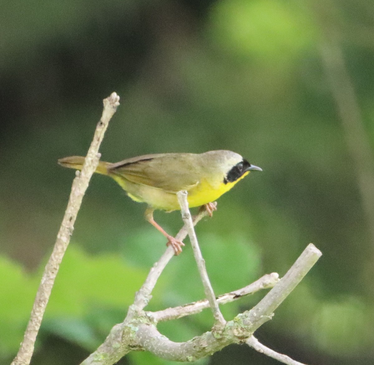 Common Yellowthroat - Patrick McGaugh