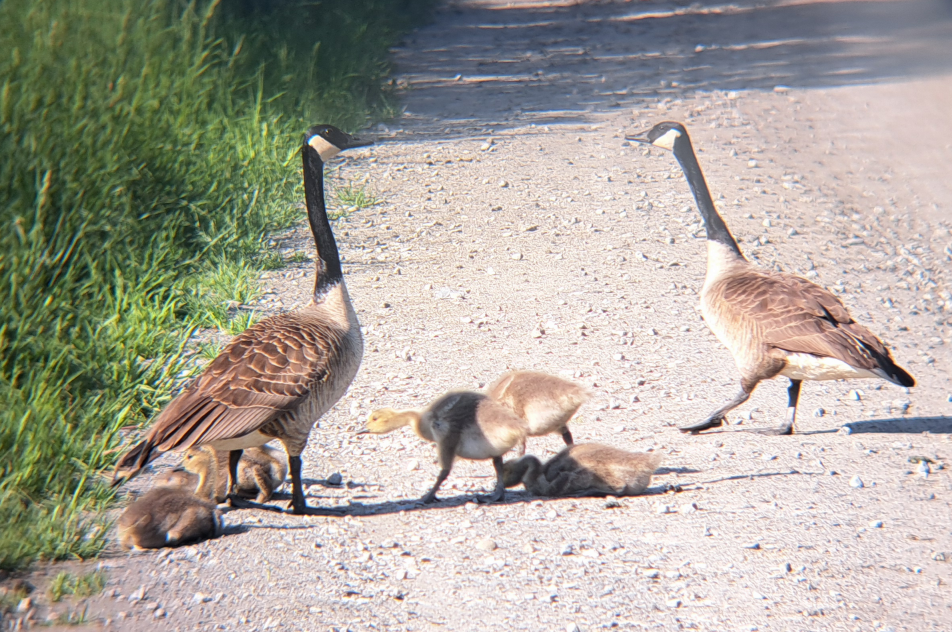 Canada Goose - Joey Morlan