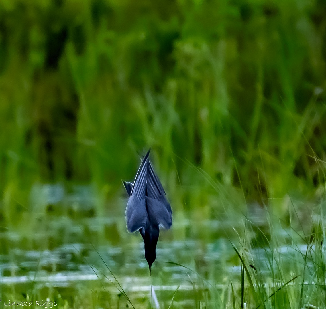 Black Tern - Linwood Riggs