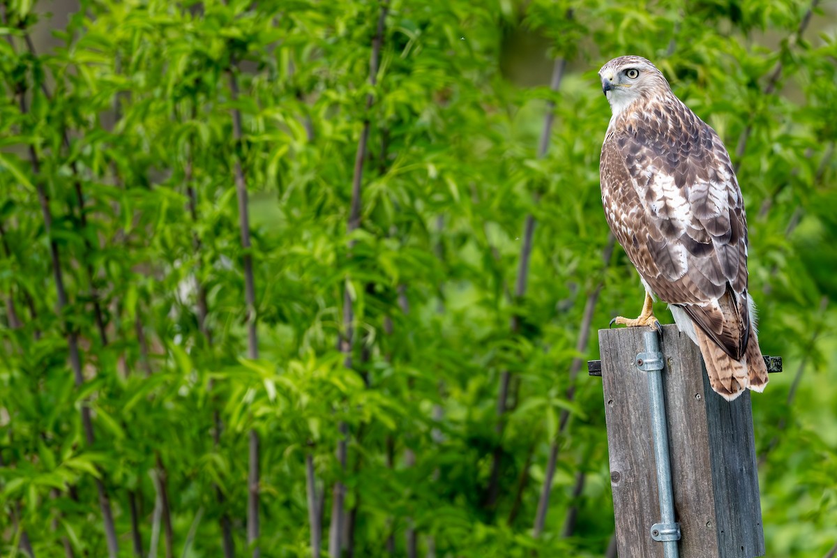 Red-tailed Hawk - Martin Kaehrle