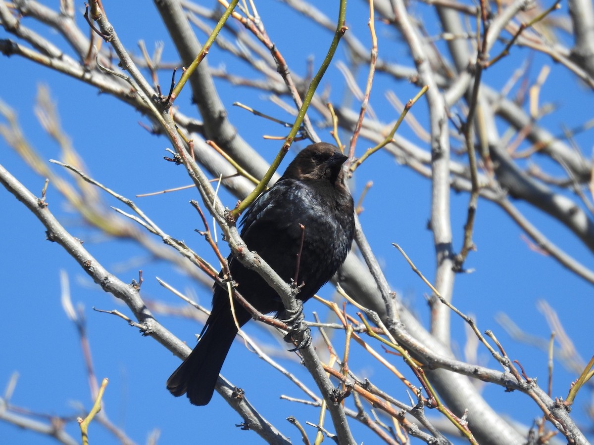 Brown-headed Cowbird - Forrest Luke