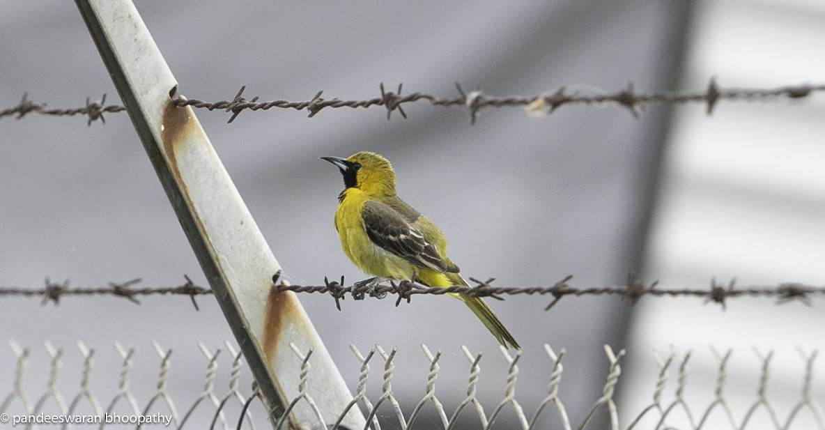 Hooded Oriole - Pandeeswaran  Bhoopathy