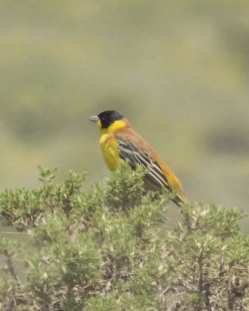 Black-headed Bunting - Abbas Mahjoob