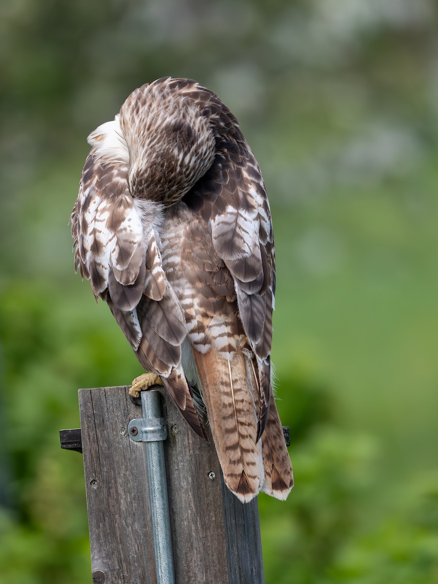 Red-tailed Hawk - Martin Kaehrle