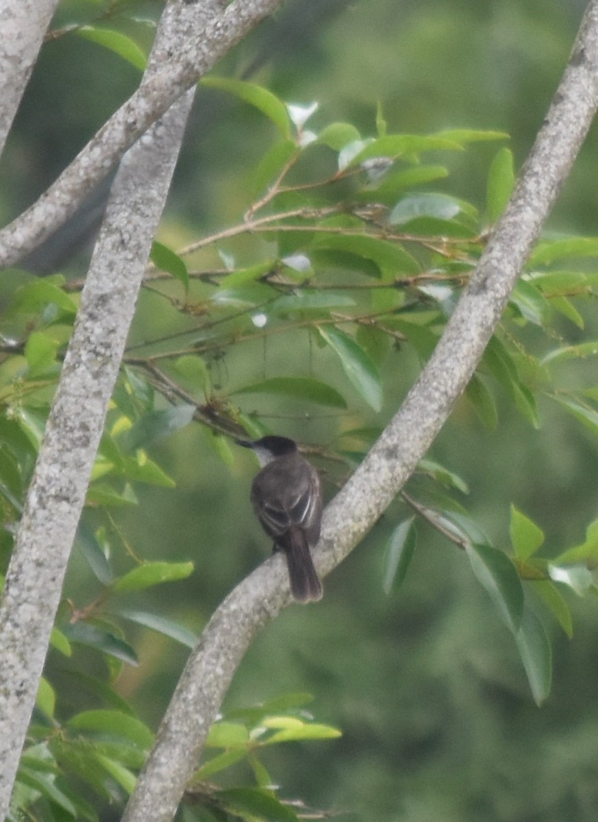 Loggerhead Kingbird (Puerto Rico) - Bill Tweit