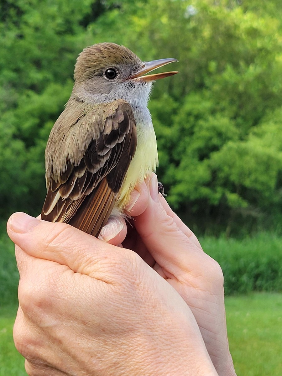 Great Crested Flycatcher - Bill Eisele