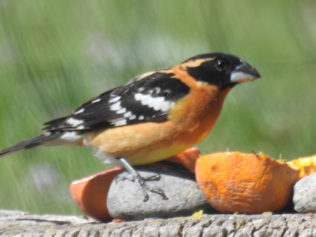 Black-headed Grosbeak - Forrest Luke