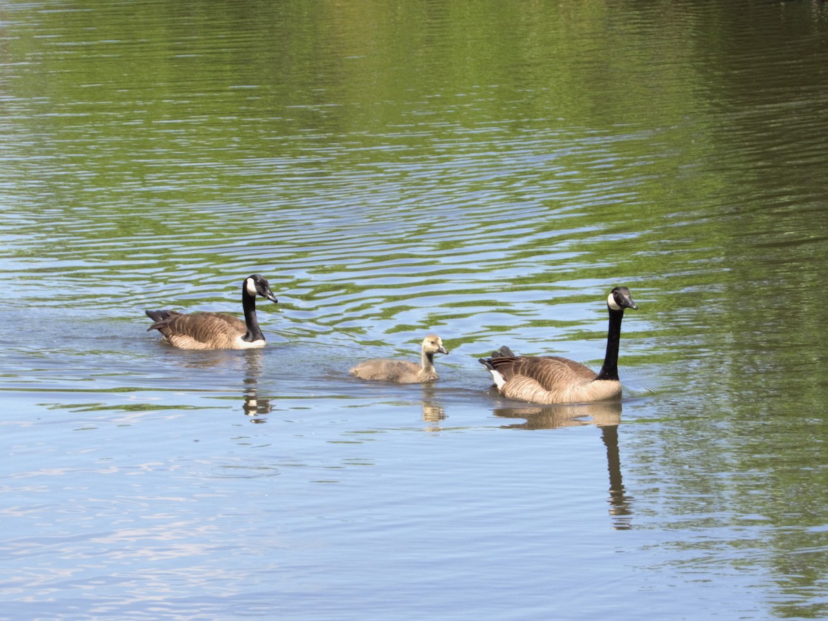 Canada Goose - ML619534615