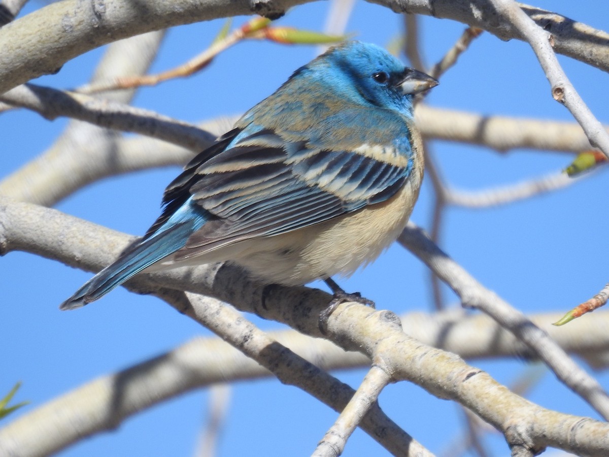 Lazuli Bunting - Forrest Luke