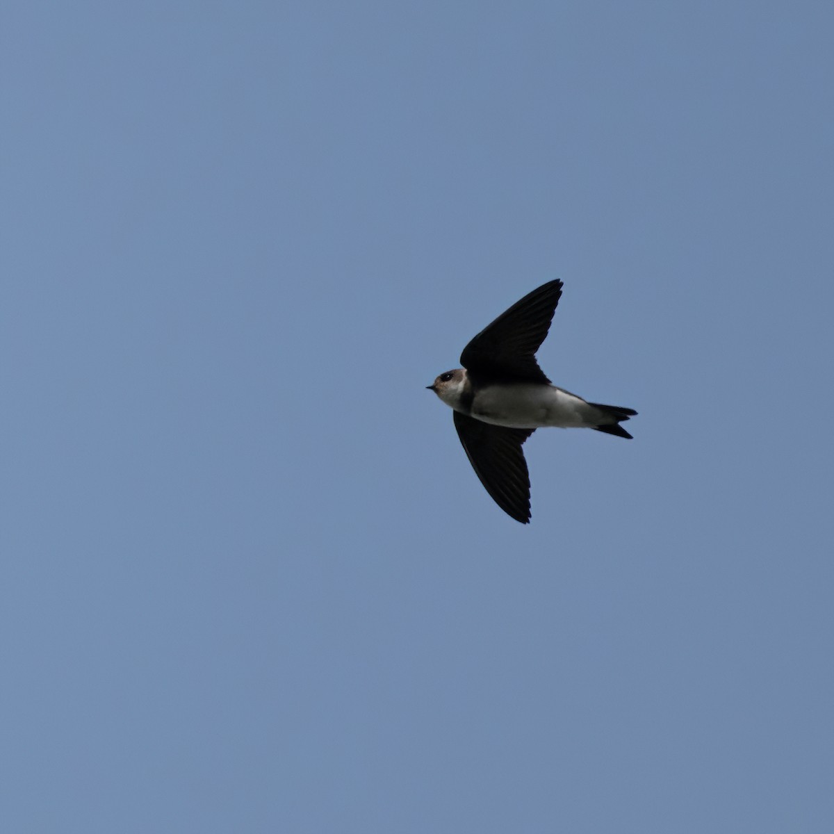 Bank Swallow - Christine Pelletier et (Claude St-Pierre , photos)