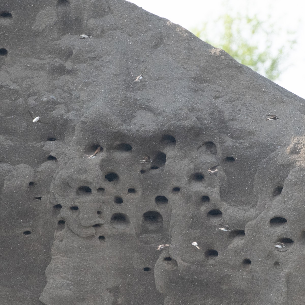 Bank Swallow - Christine Pelletier et (Claude St-Pierre , photos)