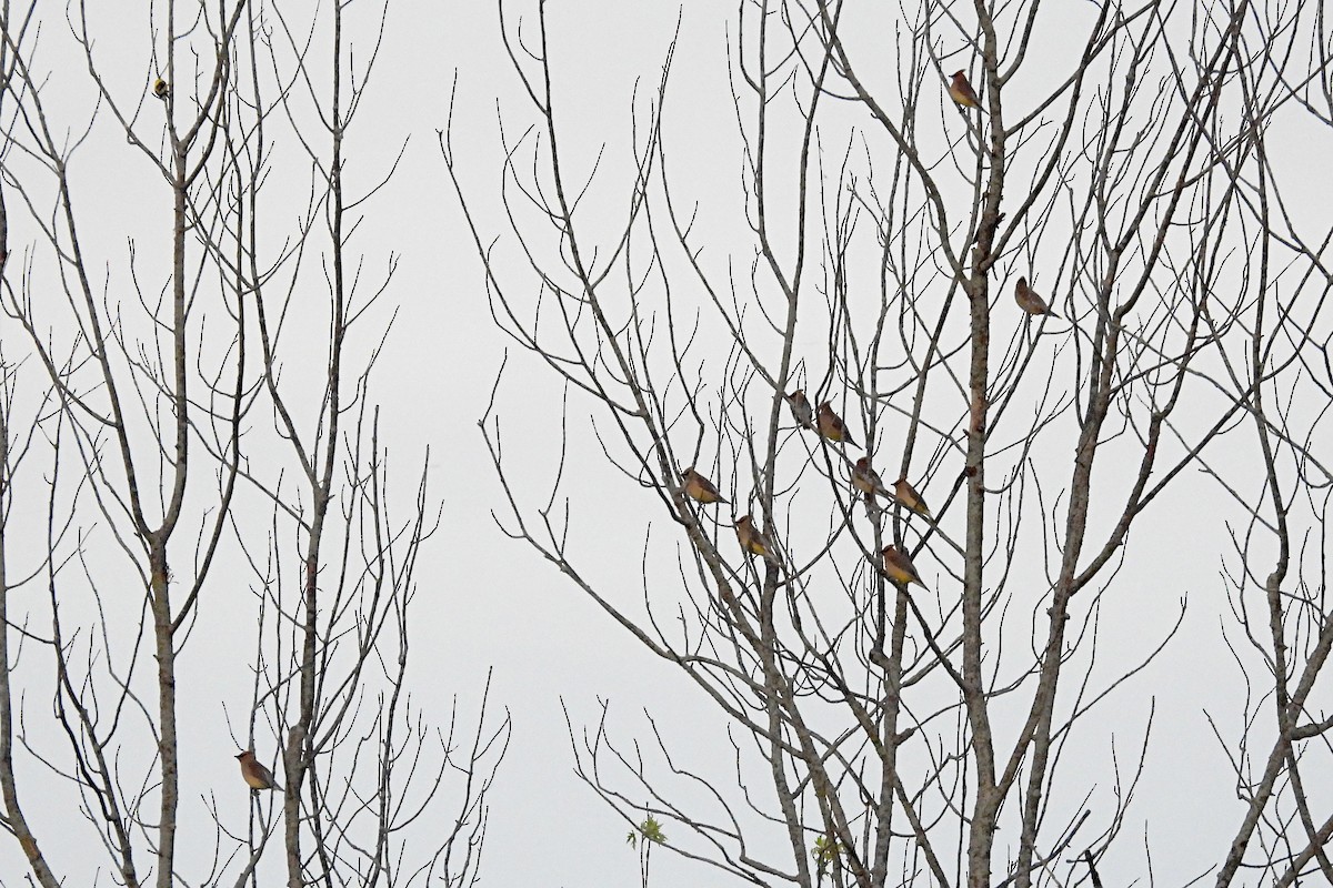 Cedar Waxwing - Nancy Buis