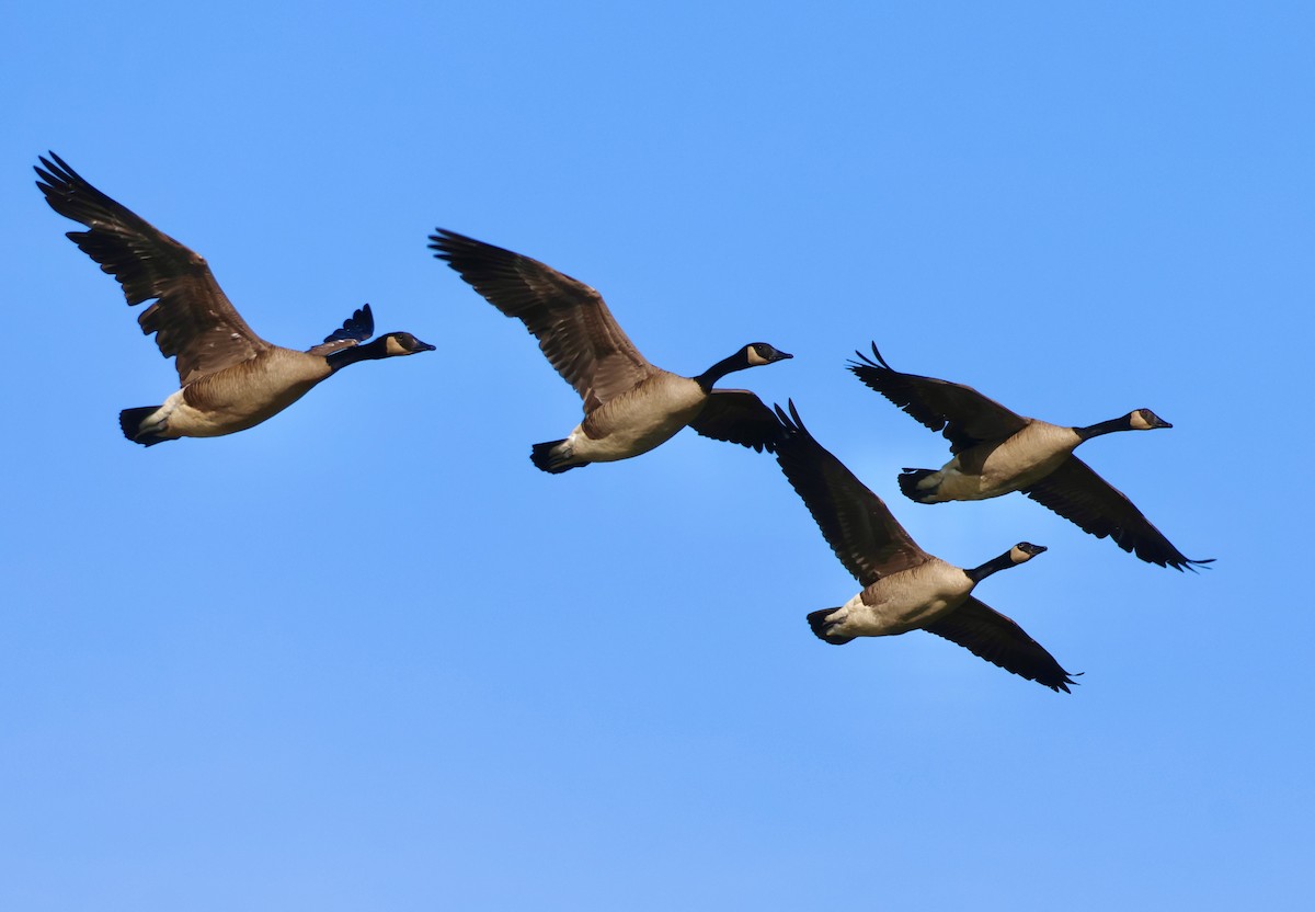 Canada Goose - Charlie   Nims