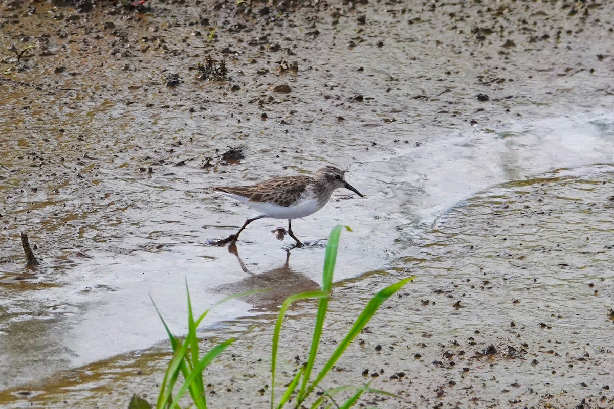 Least Sandpiper - Michon Floreani