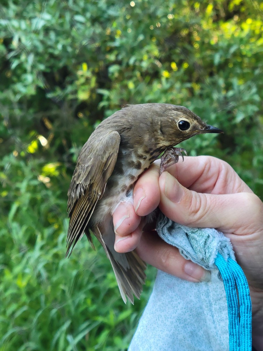 Swainson's Thrush - Bill Eisele