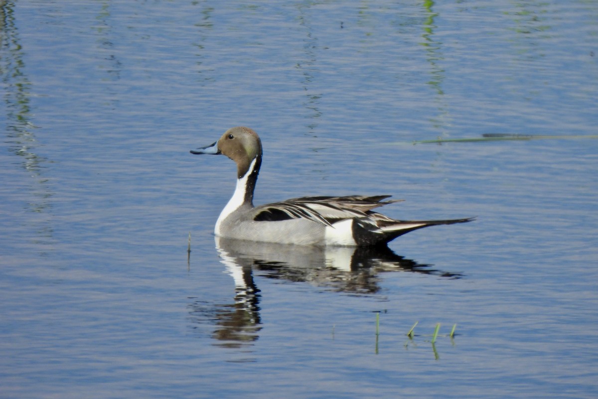 Northern Pintail - Zoey Magner