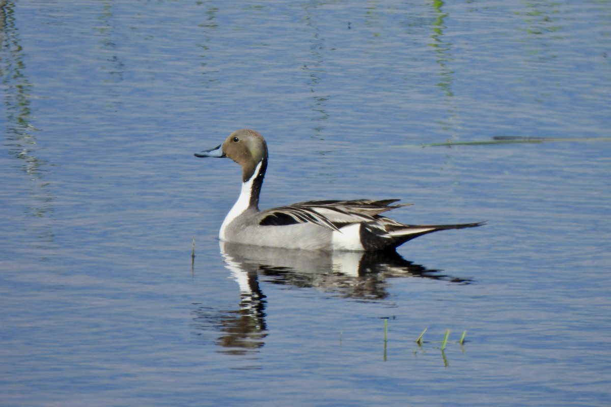 Northern Pintail - ML619534650