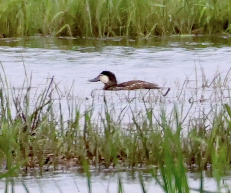 Ruddy Duck - Charlie   Nims